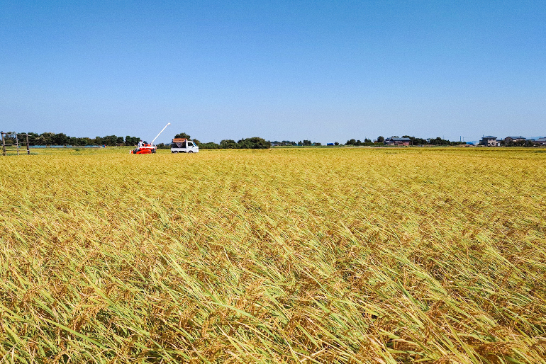 自然の力を活かして栽培