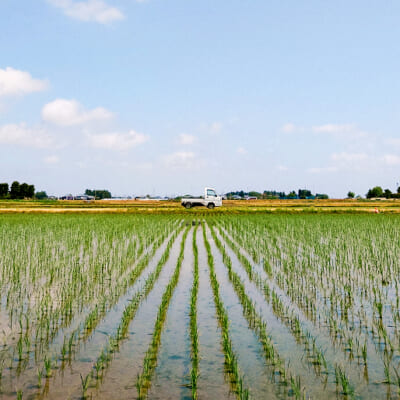 だしの風が吹いても倒れない、力強く健康な稲