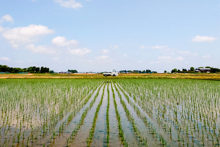 だしの風が吹いても倒れない、力強く健康な稲