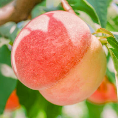 新潟県産 桃 3kg