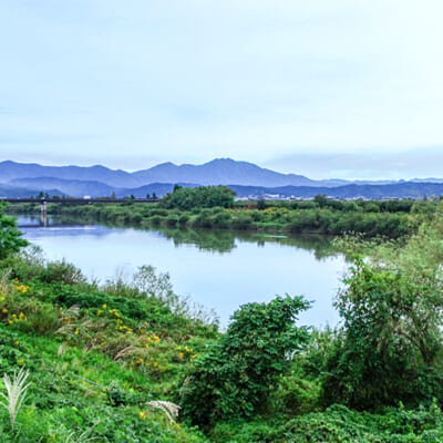 信濃川の肥沃な土壌で、たっぷりと栄養を吸収