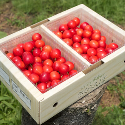 新潟産さくらんぼ 紅秀峰 Lサイズ 1kg