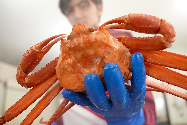 栄養豊富な佐渡の海で育った「紅ズワイガニ」