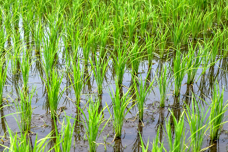「疎植栽培」で栄養をたっぷり吸収した力強い稲