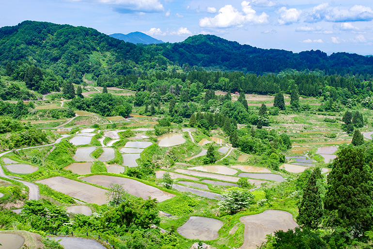 これぞ日本の原風景!豊かな自然環境が育むお米