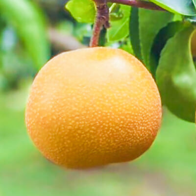 豊水 5kg