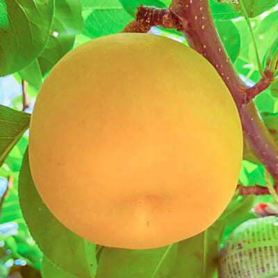 新高 3kg