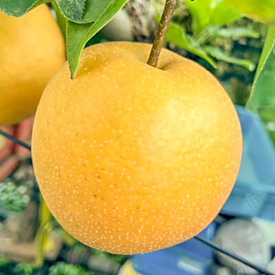 新興 3kg