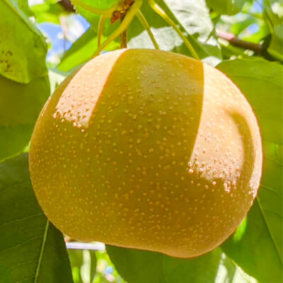 【訳あり】幸水 3kg