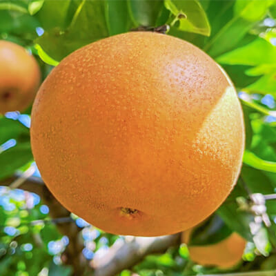 【訳あり】あきづき 3kg