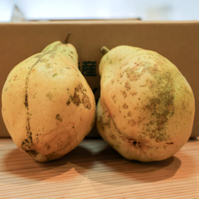 【家庭用】ル・レクチェ 2kg