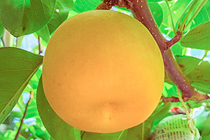 4. 新高