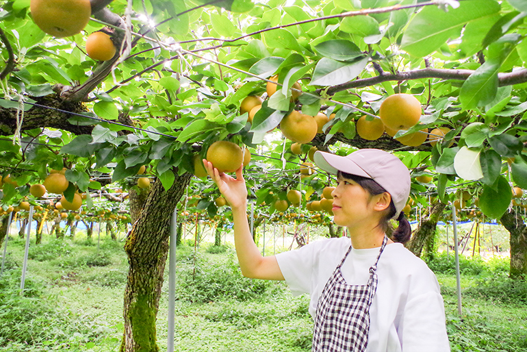 「樹上完熟」で最大限に甘みを蓄えた梨をお届け!