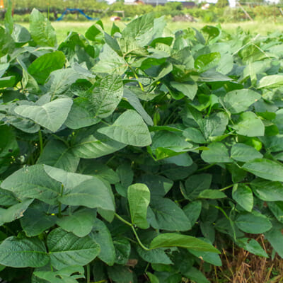 美味しさの秘密は、信濃川がもたらす肥沃な土壌