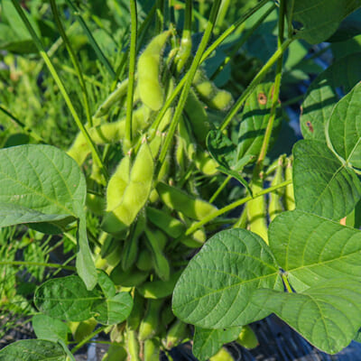 朝収穫したばかりの鮮度抜群な枝豆です