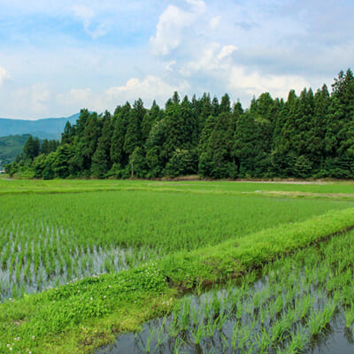 独自で培養した「菌」によって、健康な稲に育てる