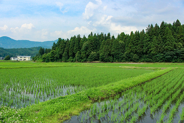 独自に培養した「菌」によって、健康な稲に育てる