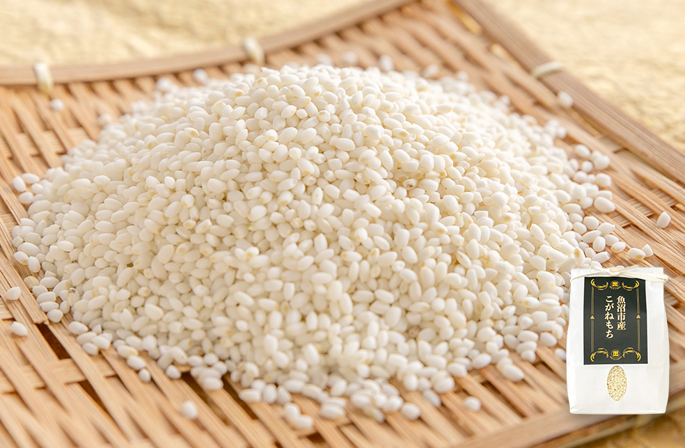 令和6年度 魚沼産こがねもち　もち米　殺虫剤不使用精米 10kg 新潟直送計画】令和6年度米 魚沼産こがねもち（もち米） – 米山農園