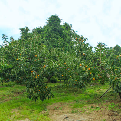 ひとつひとつの実を大切に育てる