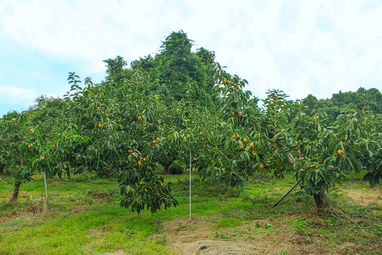 甘さ・大きさ・色付きが揃った柿をつくる「摘蕾」