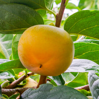 収穫後に甘みを引き出します