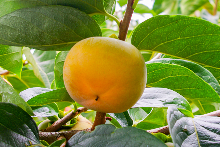 甘みの秘密は、収穫後の丁寧な渋抜き