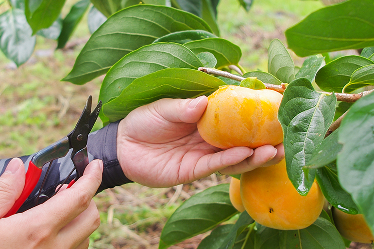 鮮やかなオレンジに色付いたら収穫!