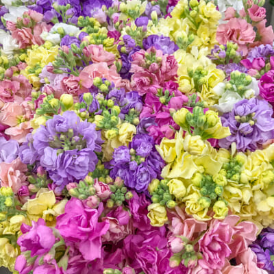 佐渡産ストック（切り花）20本