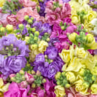 佐渡産ストック（切り花）