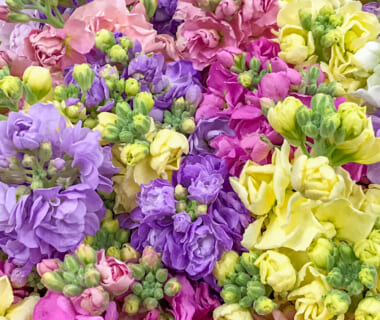 佐渡産ストック（切り花）