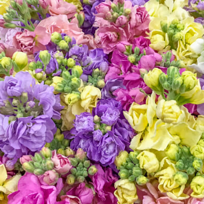 佐渡産ストック(切り花)