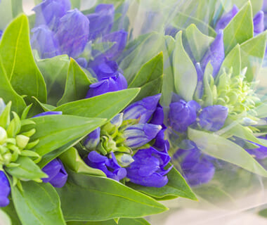 佐渡産りんどう(切り花)