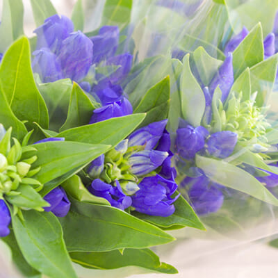 佐渡産りんどう（切り花）