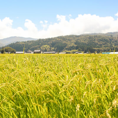 トキが田んぼに訪れる、自然豊かな環境