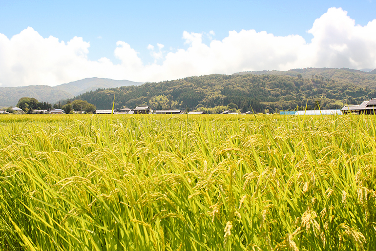 トキが田んぼに訪れる、自然豊かな環境