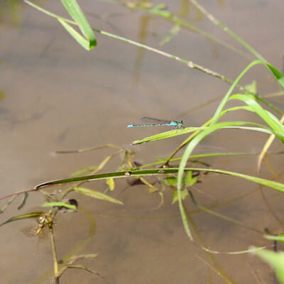 魚や昆虫の棲み処となる「江」を設置