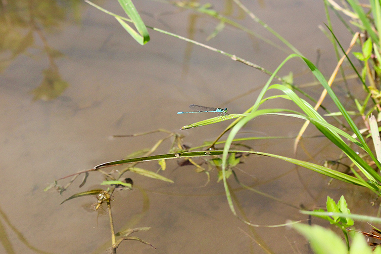 生きものと共生して育てたコシヒカリ