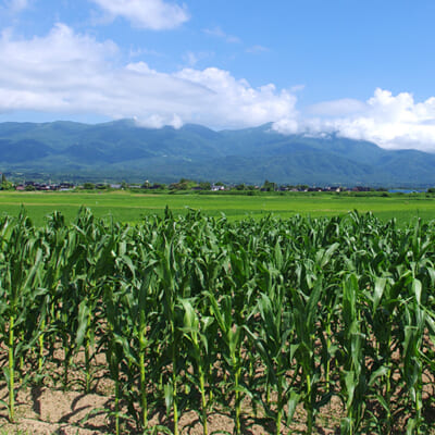 収穫後、丁寧に脱穀・選別してお届け