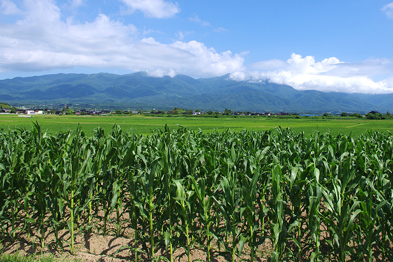 自家栽培のポップコーン用とうもろこしを使用