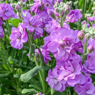 寒い冬に彩を添えてくれる「ストック」