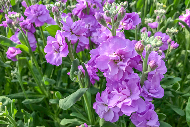 寒い冬に彩を添えてくれる「ストック」