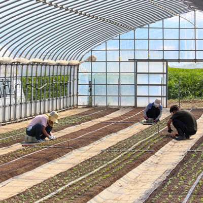 育苗ハウスを活用して栽培