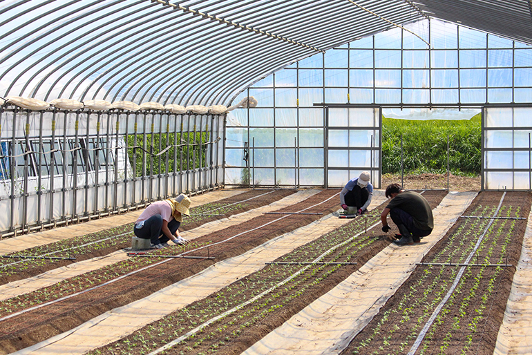 育苗ハウスを活用して栽培