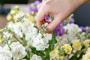 3. 咲き終わった花を摘む