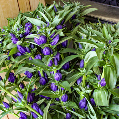 凛とした佇まいが夏にぴったりな「りんどう」