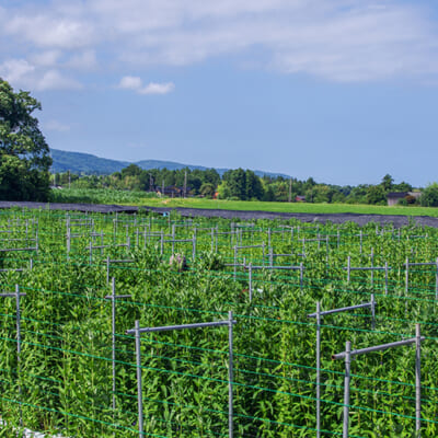 田んぼだった農地をりんどう栽培に活用