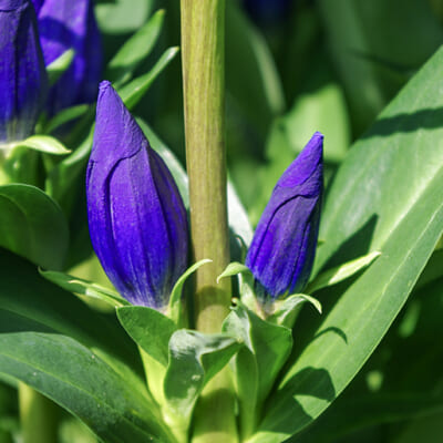 蕾を楽しむ「エゾリンドウ」