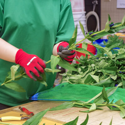 一本一本を丁寧に選別して、蕾の状態でお届け