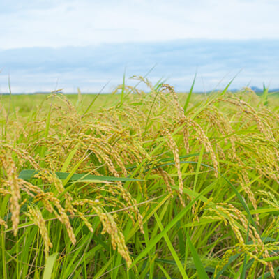 上越市頚城区の風土が育むお米
