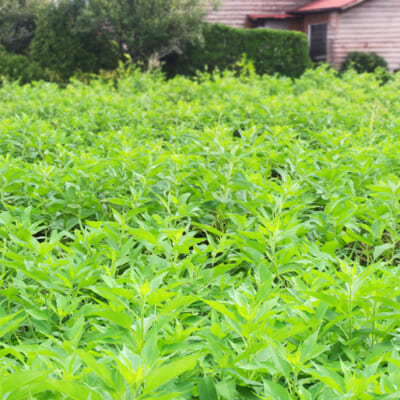 自然の恵みが詰まったきく芋